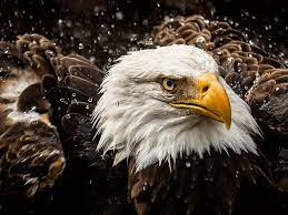 shake it off bald eagle bald eagle images eagle images
