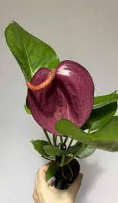 Восточная красота