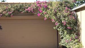 See more ideas about bougainvillea trellis, bougainvillea, garden design. How To Train Bougainvillea Great Gardening Youtube