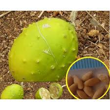 Image result for Cucumis aculeatus