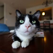 Black And White Tuxedo Cats Area Cat Is Concerned Over Iphone 5 Connector Cats Cat Feline Great Cat