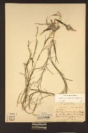 Image result for Stuckenia