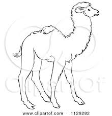 Or maybe you prefer to color Cartoon Clipart Of An Outlined Cute Baby Camel Black And White Vector Coloring Page By Picsburg 1129282
