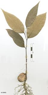 Image result for Monoon