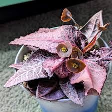 Image result for Euphorbia pfeilii