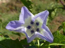 Image result for Nicandra