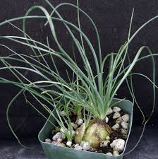 Image result for Albuca sp. no. 1