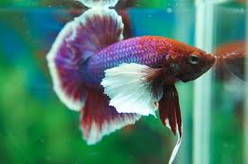 Thủ đức Ban Giant Hm Betta Va Dumbo Betta Thai