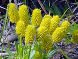 Image result for Polygala senensis