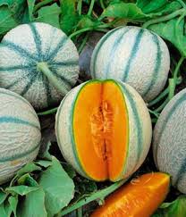 Bevor sie mit der pflanzung ihrer eigenen melonen. Melonen Pflanzen Pflege Tipps Von Baldur Garten