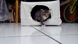 Check spelling or type a new query. Cara Membuat Rumah Kucing Yang Paling Disukai Kucing Co Id