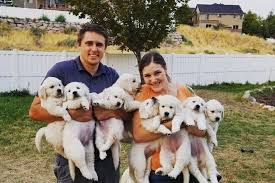 Jul 11, 2019 · also, to reminisce about your youth, you can revert to pop culture dog names from your childhood or adolescence. Puppy Culture Soaring Goldens