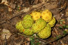 Image result for Myrianthus arboreus
