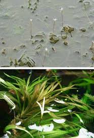 Image result for Blyxa