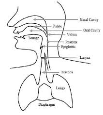 A Schematic Diagram Of The Human Speech Production Mechanism