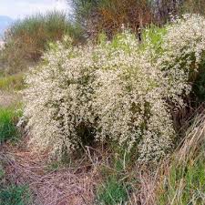 Image result for Retama monosperma
