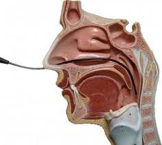 My Globus Pharyngeus Felt Like A Lump In My Throat Lump In Throat Throat Thyroid Health