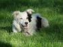 The Top 10 Smartest Dog Breeds - Rover: Book Dog ...