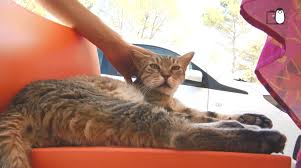 We did not find results for: Anonymal Tv Lieux Et Acteurs Locaux