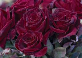 Mawar biru dan hitam tidak ada. 10 Bunga Dengan Kelopak Berwarna Hitam Cantik Dan Misterius