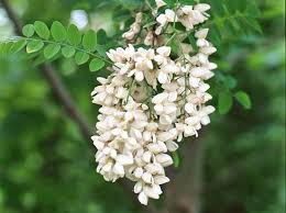 Fleur blanche, vivace au jardin ou en pot à la maison, parfois à floraison odorante, découvrez des centaines de photos et des fiches de culture et un arbre à belles fleurs: Un Arbre A Parfum Pour Chaque Saison