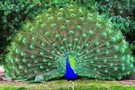 10 burung tercantik di dunia tak pernah tergantikan hingga 10 gambar burung cendrawasih paling indah cantik di dunia burung burung tercantik di dunia diantaranya dari indonesia harapan Gambar Burung Cantik Di Dunia Gambar Burung
