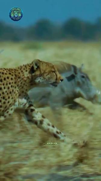 Cheetah in India! Footage of Cheetah hunting Blackbuck a long time ago in India👇🏻