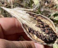 Image result for Acacia eriocarpa