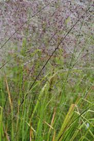 Image result for Eragrostis aspera