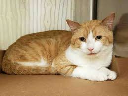 Once they have decided they are done playing they will be more than eager to snuggle up and relax. Nikita A1078658 Cats Cat Adoption Cats And Kittens