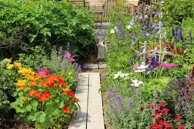 Home garden le da la bienvenida. Everything About Growing Nasturtium Kellogg Garden Organics