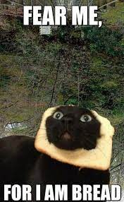 Bread Cat Funny Meme And Gif Funny Cat Memes Black Cat Memes Cat Memes