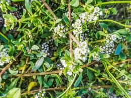 Image result for Corrigiola