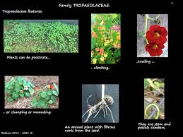 Image result for Tropaeolaceae