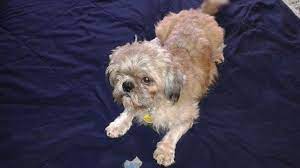 Directions to 5017 ritchie highway, brooklyn, md 21225 from: Pet Wellness Clinic 5017 Ritchie Hwy Brooklyn Md 21225 Usa