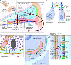 How does the complex inner ear develop? Ca2 Signaling In The Inner Ear Physiology