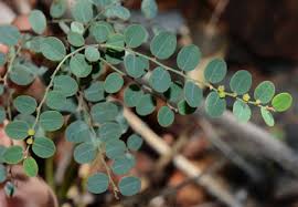 Image result for Phyllanthaceae
