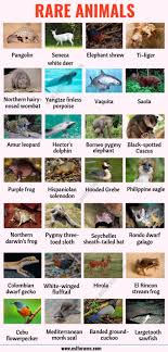 This spirit animal list will introduce you to all the spirit animals, explain the symbolism & provide a guide on how to identify your own. List Of Animals A Big Lesson Of Animal Names With The Pictures Esl Forums In 2021 List Of Animals Wild Animals List Rare Animals