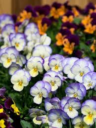 Best spring flowers for your garden. 12 Gorgeous Annuals That Thrive In The Shade Annual Flowers Winter Flowers Season Plants