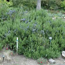 He made full use of his good fortune, devoting much of his first forty years to. Collingwood Ingram Rosemary Rosmarinus Officinalis Collingwood Ingram In Frankfort Chicago St Johns Tinley Joliet Orland Illinois Il At Alsip Home And Nursery