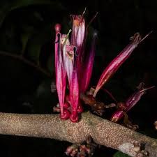 Image result for Agelanthus sp. aff. A. brunneus