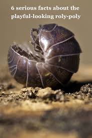Want to know how to apply insecticides around your home yourself? 8 Fascinating Facts About The Playful Looking Roly Poly Pill Bug Oscar Fish Bugs