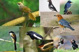 Cara membuat makanan burung berkicau agar suaranya merdu dan berbagai informasi video perlombaan burung berkicau di nusantara. 8 Jenis Burung Kicau Yang Dikenal Memiliki Suara Indah Dan Merdu