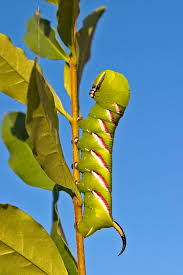 Image result for Sphinx ligustri