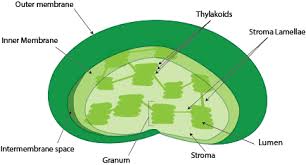 Complete The Illustration Given Below Related To Different Kinds Of  Organelles. - Sarthaks Econnect | Largest Online Education Community