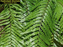 Image result for Nephrolepis biserrata