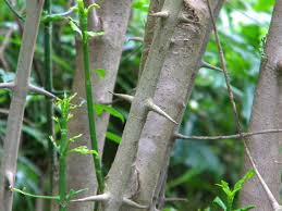 Image result for Canthium inerme