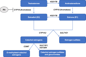 These guidelines can be found in breast cancer early detection. Clinical And Genetic Risk Factors For Aromatase Inhibitor Associated Arthralgia In Breast Cancer Survivors The Breast
