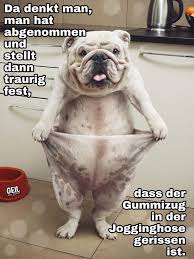 Pin Von Desiree Glomb Auf Tumblr Frustuk Tiere Hund Lustige Tiere Zum Totlachen Witzige Hundebilder Weitere ideen zu lustige tierbilder, lustige tierbilder mit sprüchen, lustig. pinterest