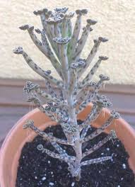 Kalanchoe Delagoensis Chandelier Plant Care And Toxicity Succulent Plant Care